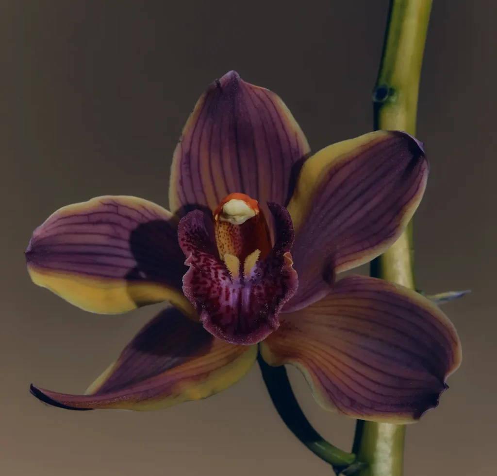 Flor Morada