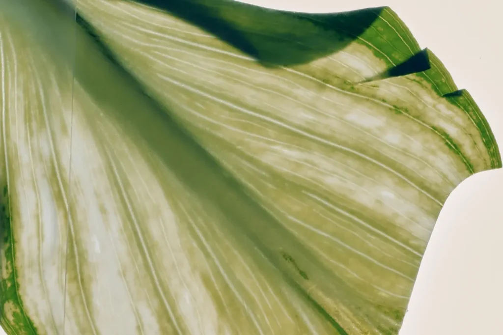 Hoja Vegetal