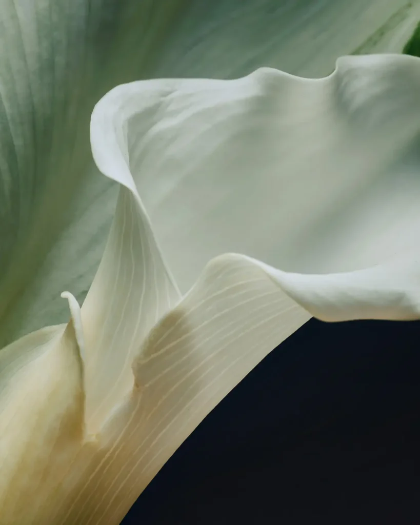 Detalle Floral